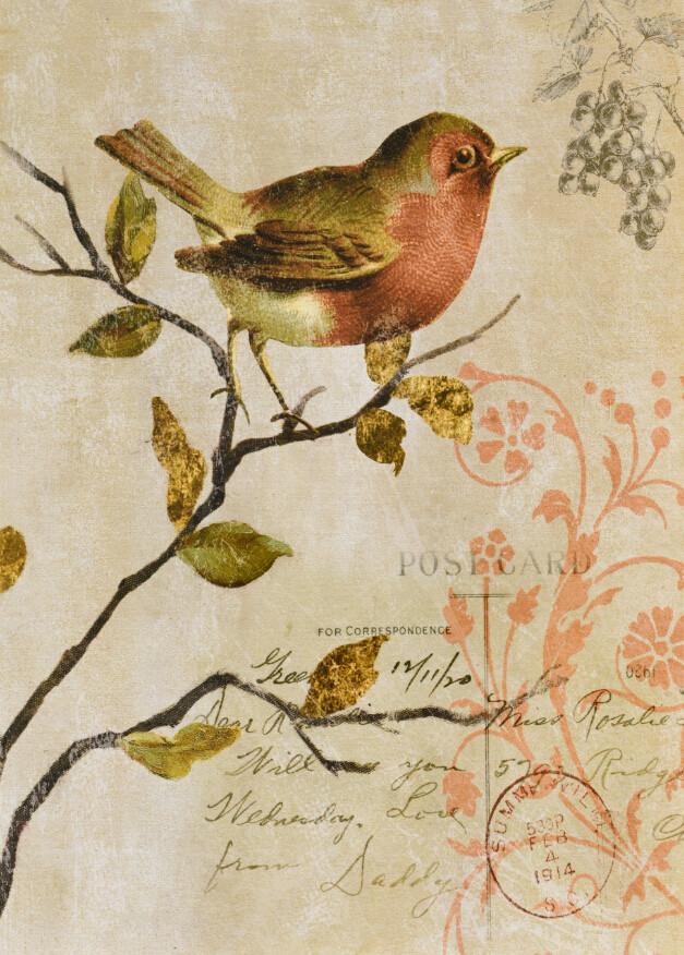 Sparrow 1 Wallpaper AJ Wallpaper