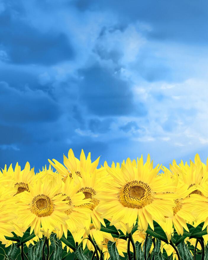 Bright Sunflowers 3 Wallpaper AJ Wallpaper