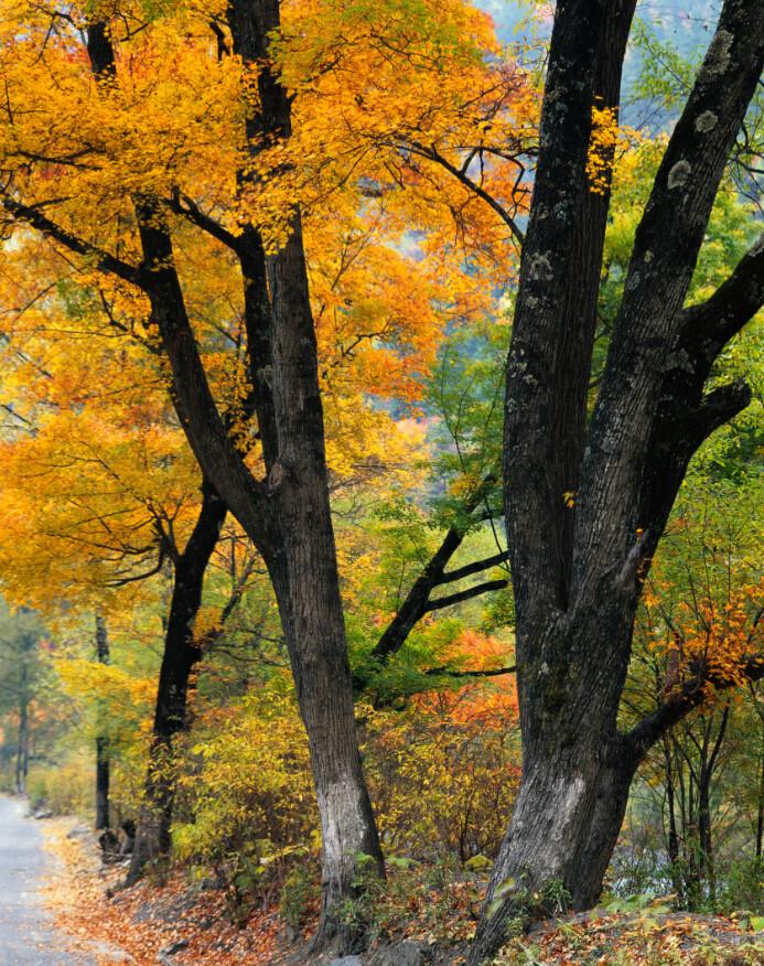 Roadside Trees Wallpaper AJ Wallpaper