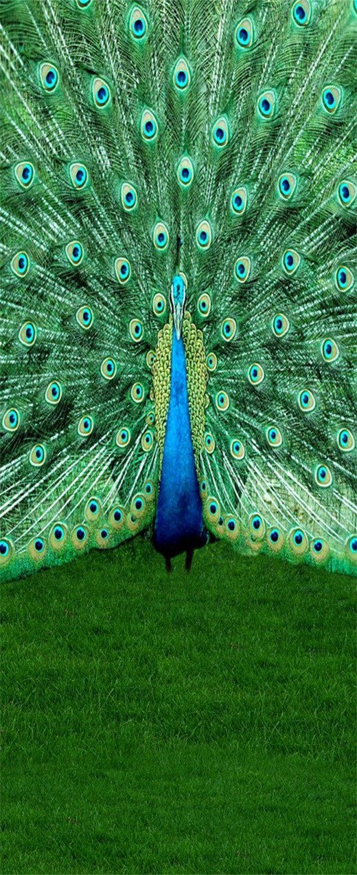 3D peacock flaunting its tail door mural Wallpaper AJ Wallpaper