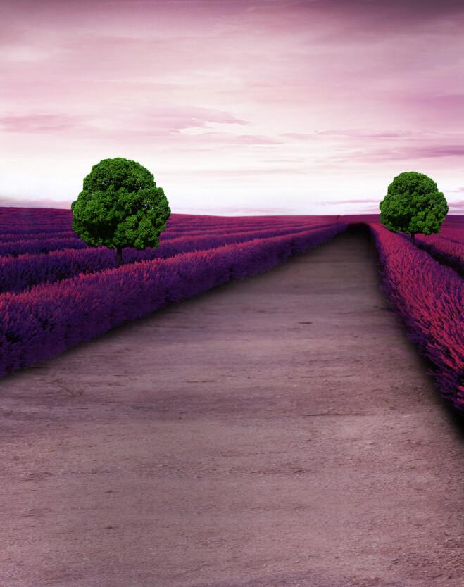Flowers Fields Path Wallpaper AJ Wallpaper