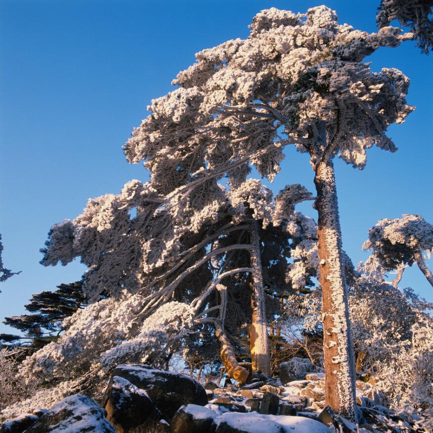 Cedars Wallpaper AJ Wallpaper