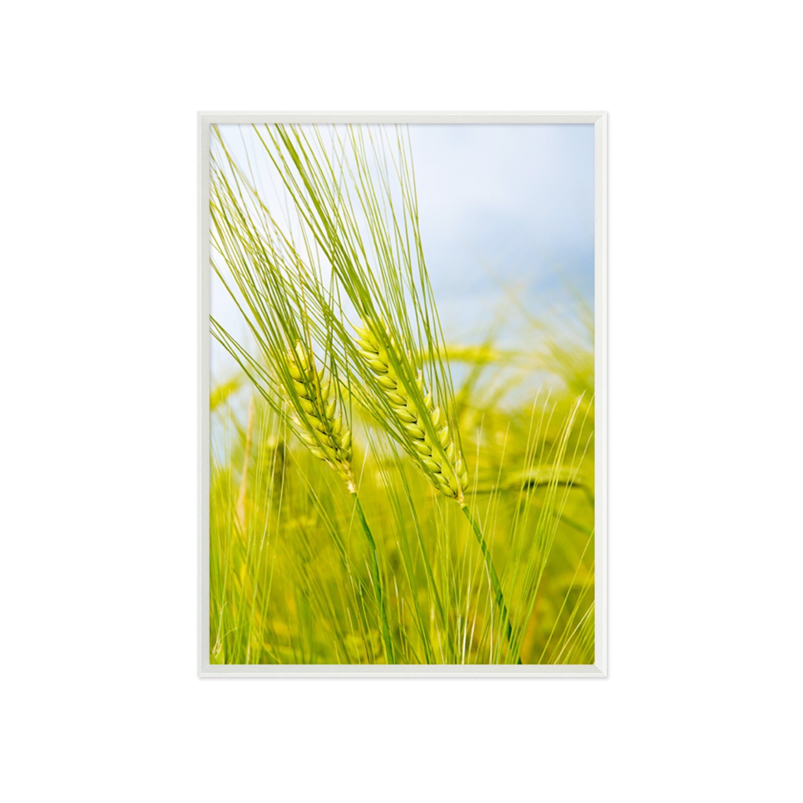 3D Dog's Tail Grass 021 Fake Framed Print Painting Wallpaper AJ Creativity Home