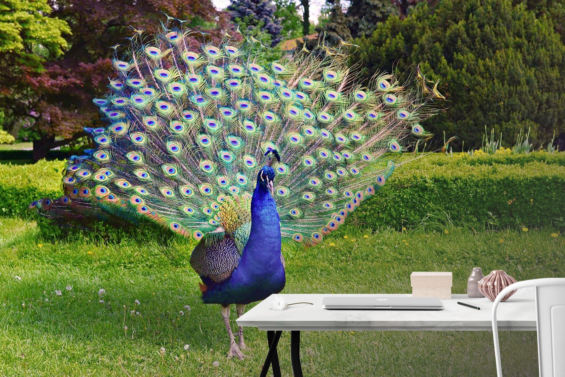3D Peacock Opening 320 Wall Murals Wallpaper AJ Wallpaper 2