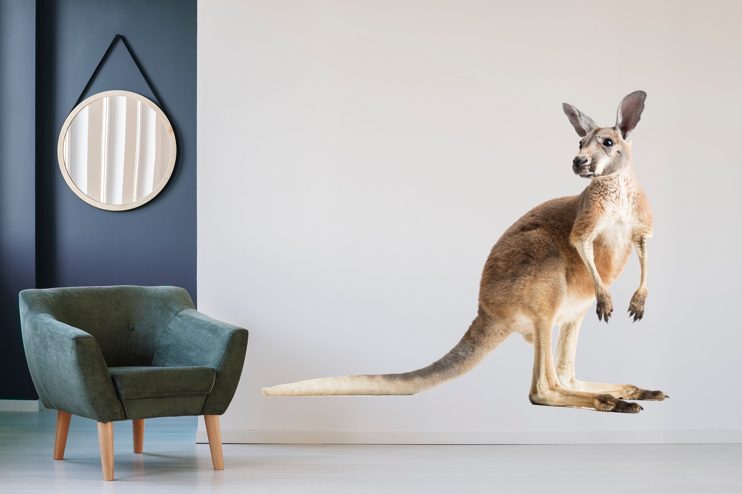 3D Kangaroo 202 Animals Wall Stickers Wallpaper AJ Wallpaper