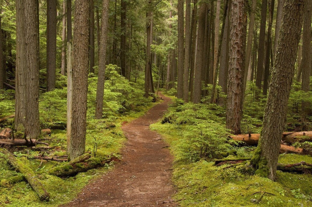 3D Dense Forest Trial 136 Garage Door Mural Wallpaper AJ Wallpaper