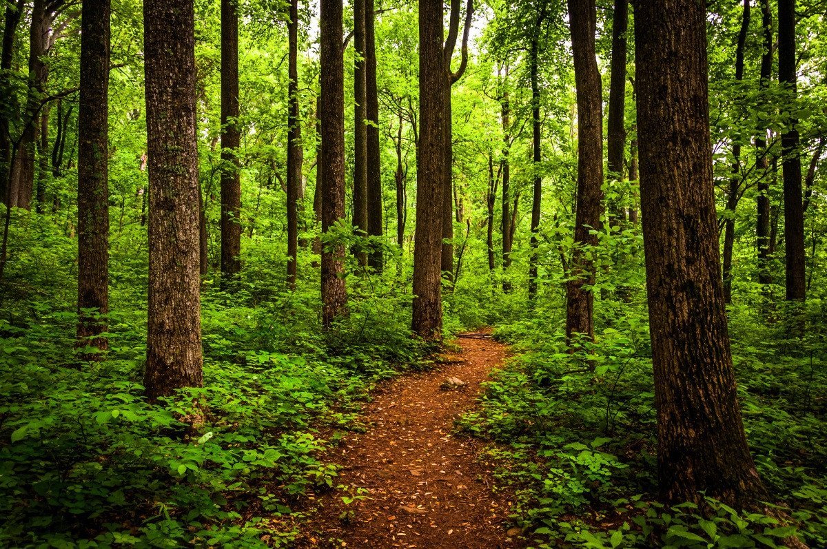 3D Green Forest Path 126 Garage Door Mural Wallpaper AJ Wallpaper