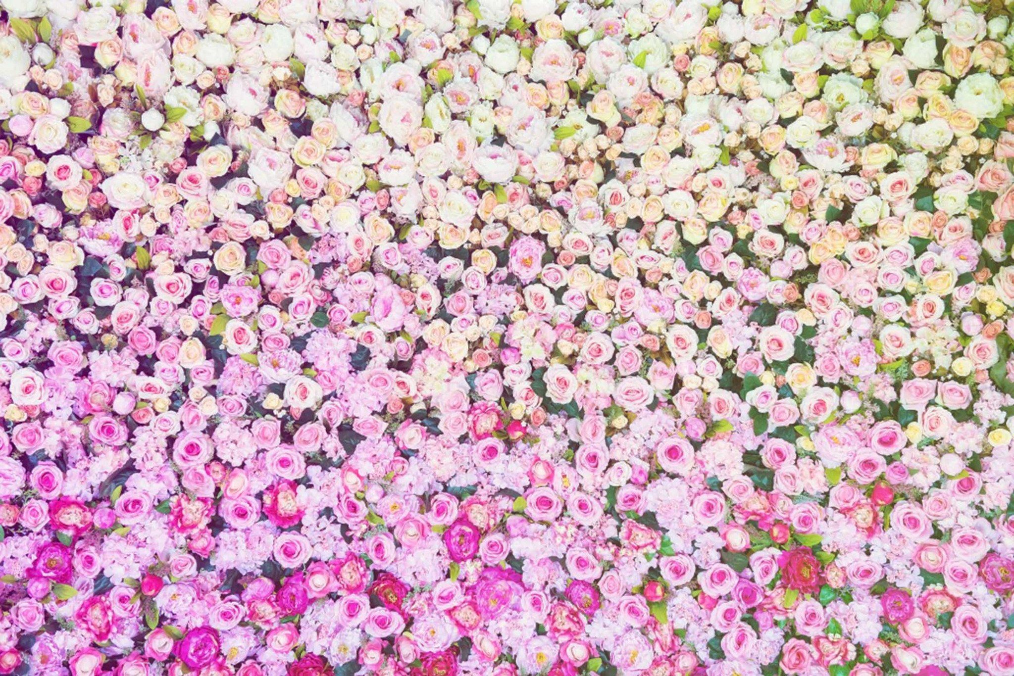 Gradient Color Flowers Wallpaper AJ Wallpaper