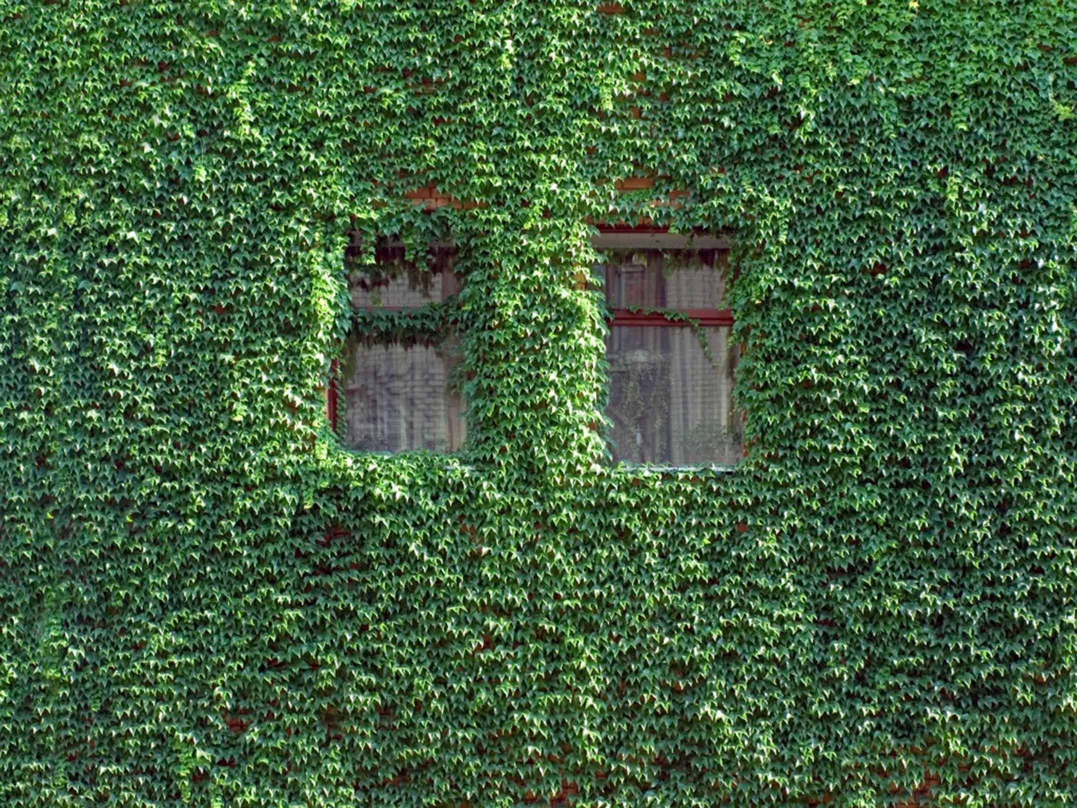 3D Window Lush Ivy 35 Garage Door Mural Wallpaper AJ Wallpaper