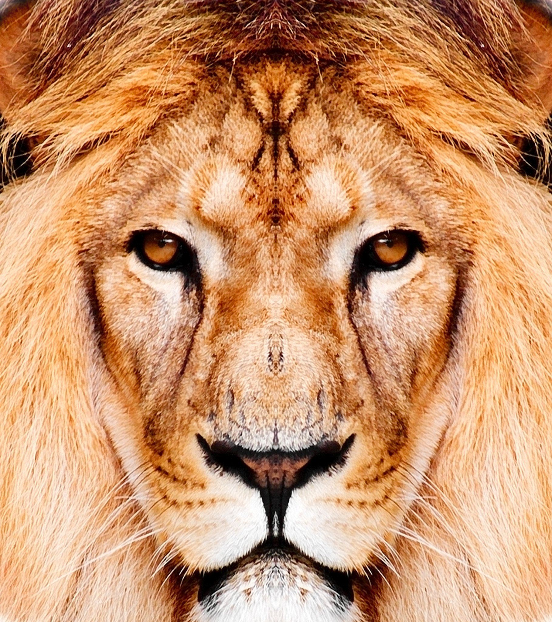 Lion Head Wallpaper AJ Wallpaper