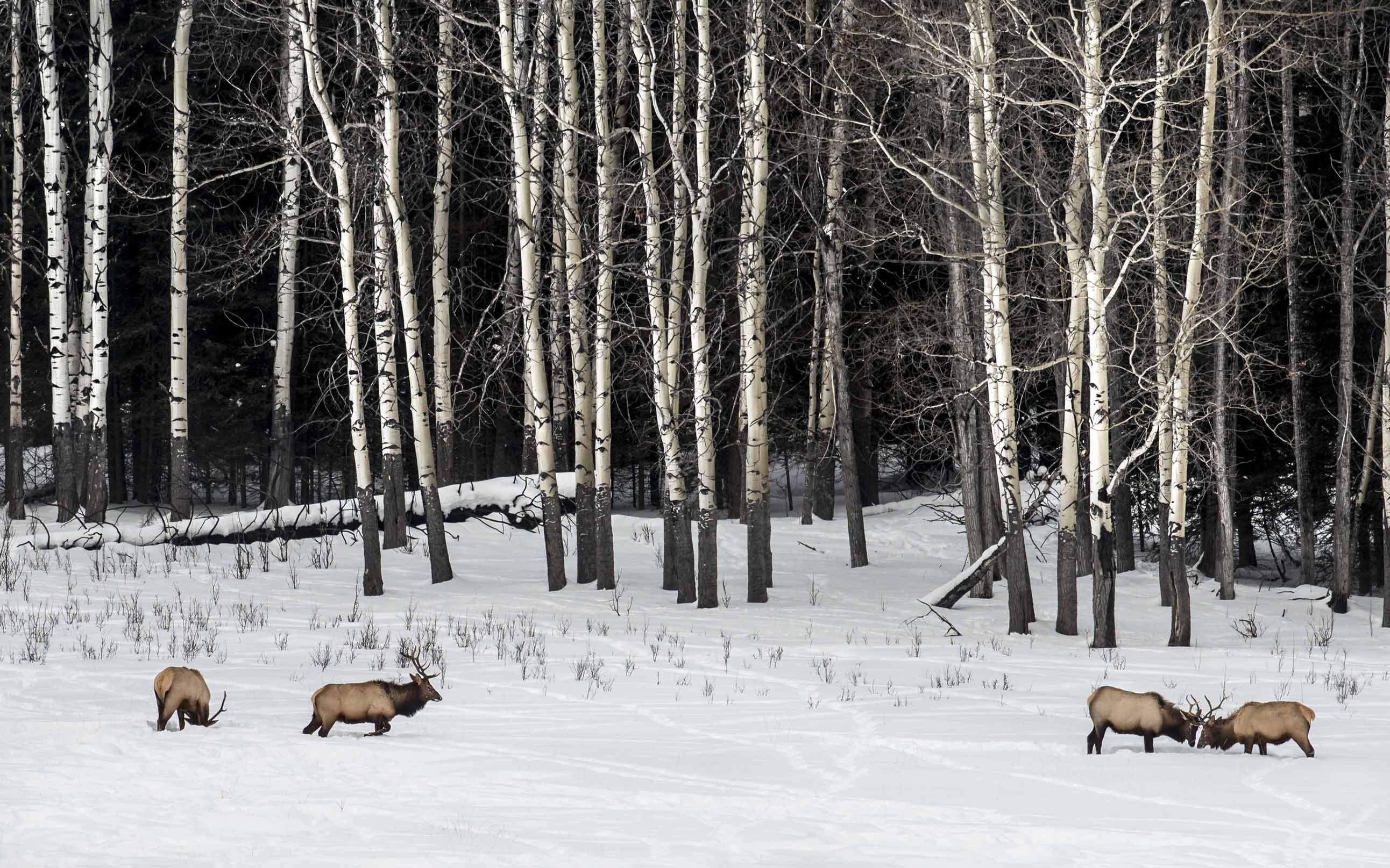 3D Snow Field Animals 048 Kitchen Mat Floor Mural Wallpaper AJ Wallpaper