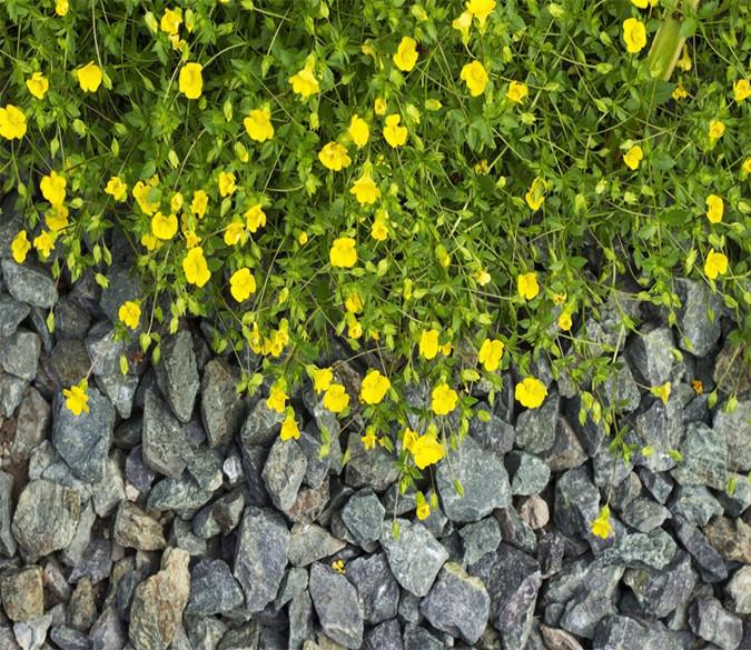 3D Yellow Flower Blossoming 824 Wallpaper AJ Wallpaper