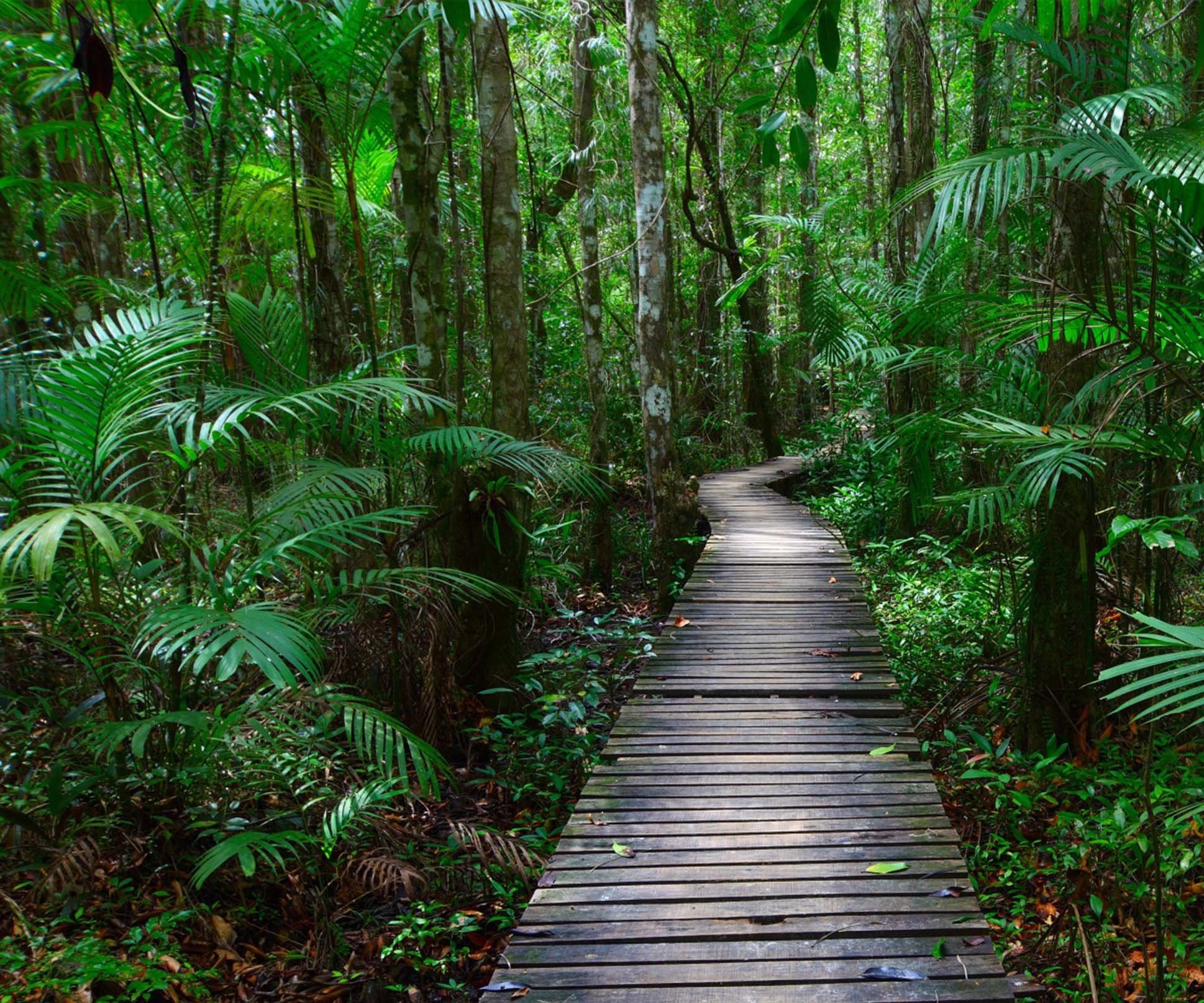 3D Forest Wood Path 431 Garage Door Mural Wallpaper AJ Wallpaper