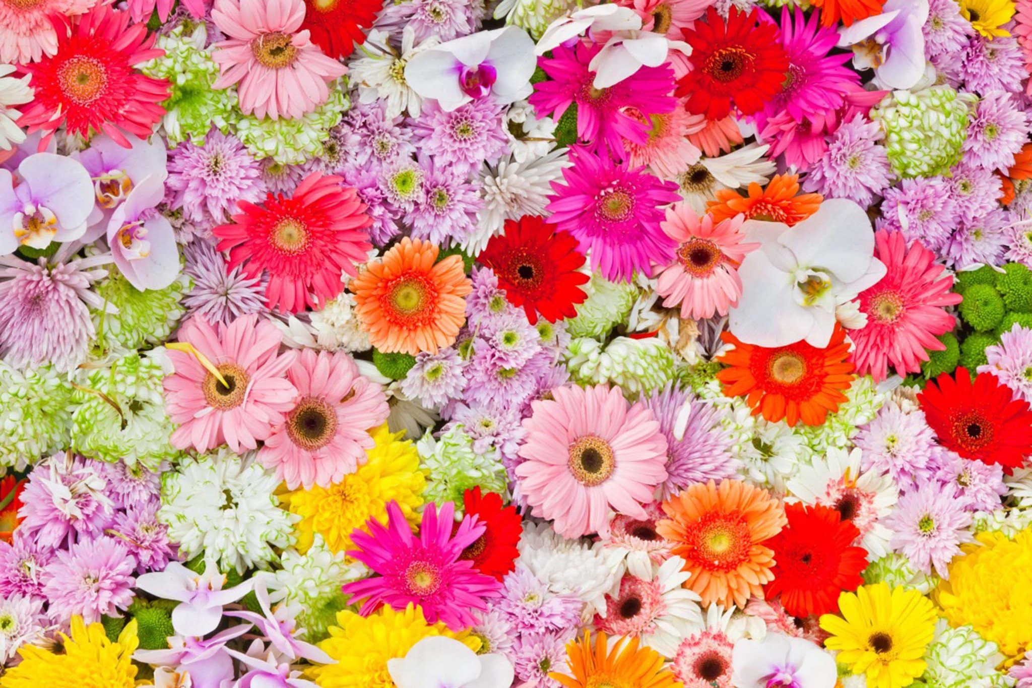 Bright Fresh Flowers Wallpaper AJ Wallpaper