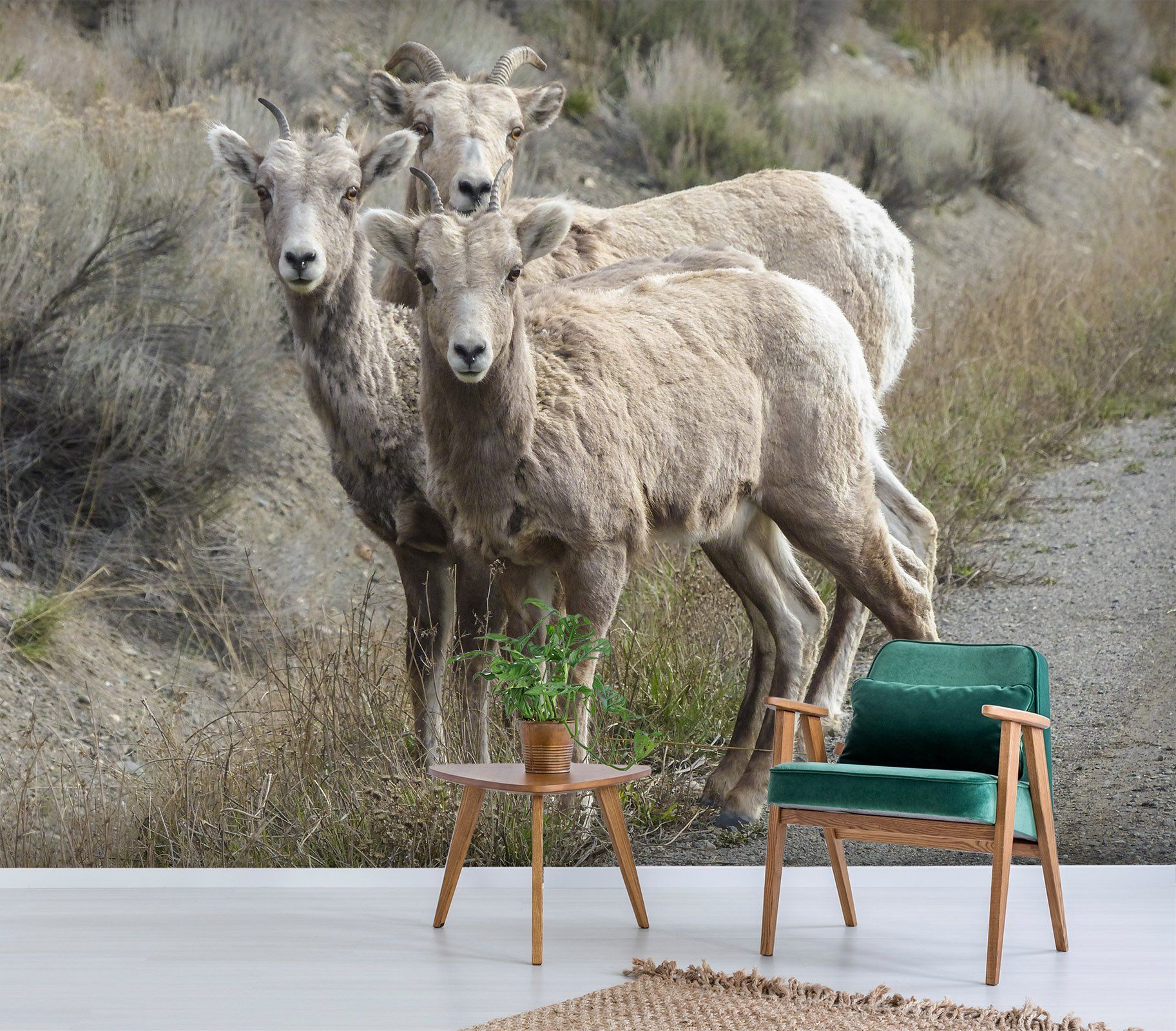 3D Prairie Antelope 125 Wallpaper AJ Wallpaper