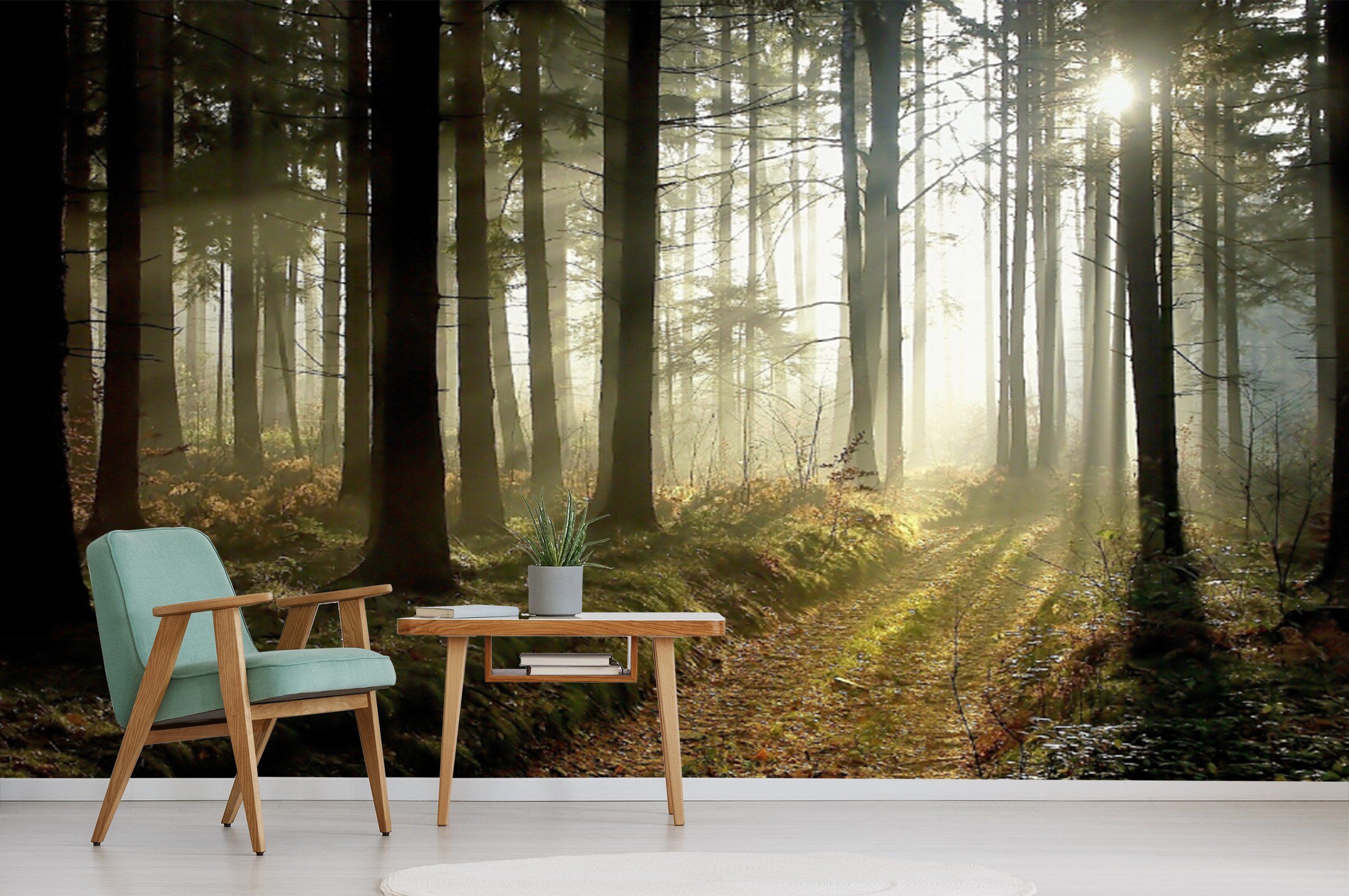 Forest Trail Wallpaper AJ Wallpaper