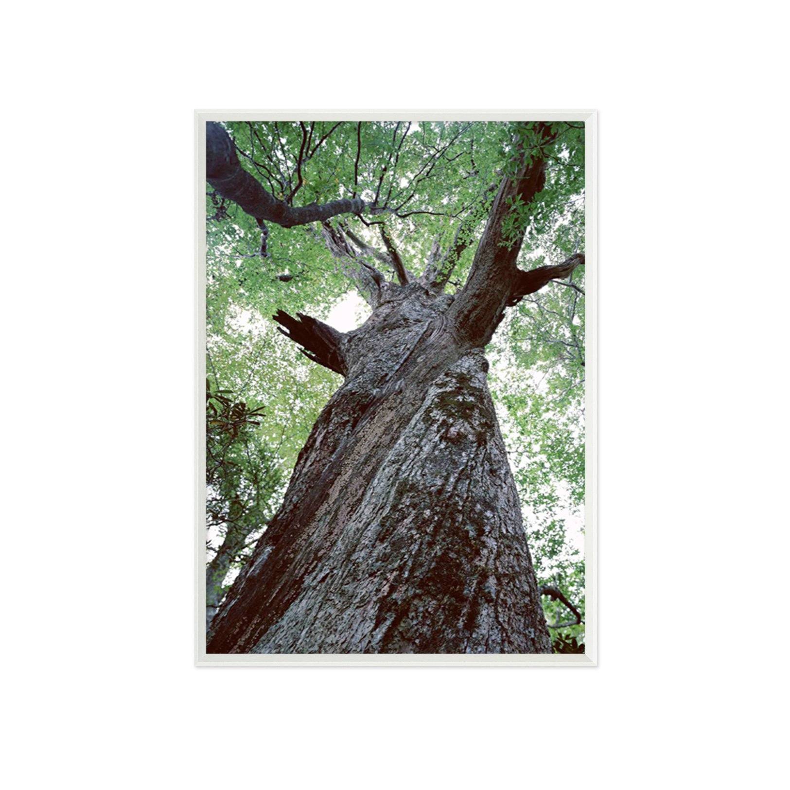 3D Thick Tree 113 Fake Framed Print Painting Wallpaper AJ Creativity Home