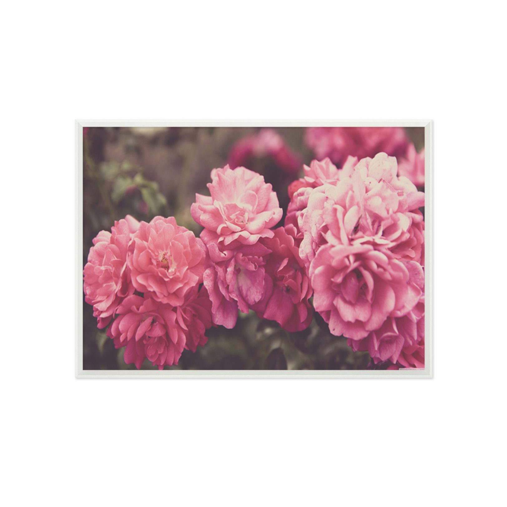 3D Pink Flower 030 Fake Framed Print Painting Wallpaper AJ Creativity Home