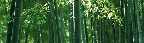 Bamboo & Bamboo Texture