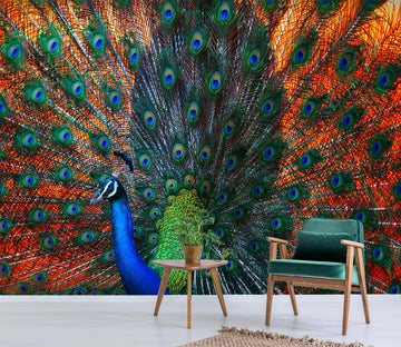 3D Red Peacock 441 Wall Murals