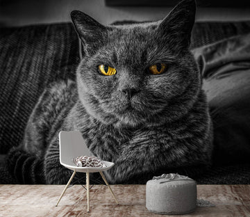 3D Black Kitten 146 Wall Murals Wallpaper AJ Wallpaper 2 