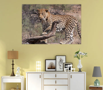 3D South American Leopard 114 Animal Wall Stickers Wallpaper AJ Wallpaper 2 