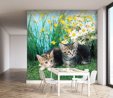 3D Kitten Cub 170 Wall Murals Wallpaper AJ Wallpaper 2 