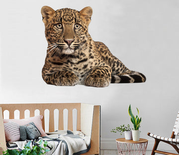 3D Leopard Looks At Your 038 Animals Wall Stickers Wallpaper AJ Wallpaper 