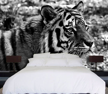 3D Black Tiger 351 Wall Murals Wallpaper AJ Wallpaper 2 
