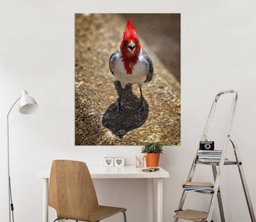 3D Sassy Cardinal 043 Kathy Barefield Wall Sticker Wallpaper AJ Wallpaper 2 