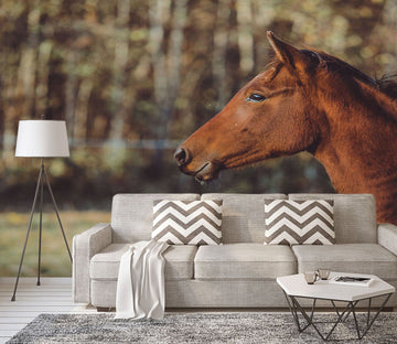 3D Forest Horse 572 Wallpaper AJ Wallpaper 
