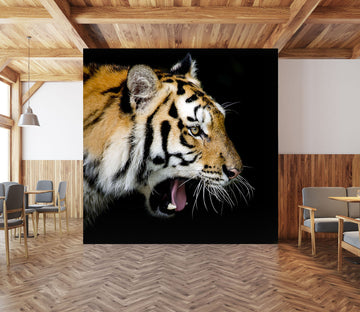 3D Tiger Mouth 180 Wall Murals