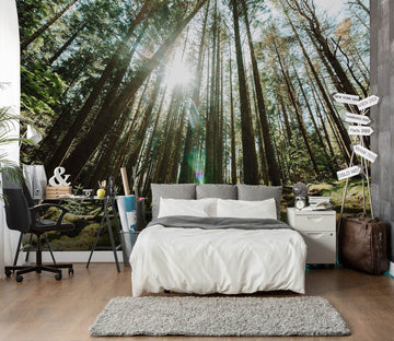 3D Forest Sunshine 107 Wall Murals Wallpaper AJ Wallpaper 2 