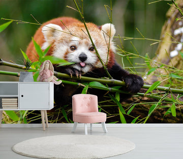3D Red Panda 128 Wall Murals Wallpaper AJ Wallpaper 2 