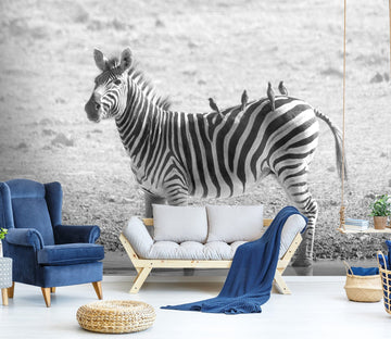 3D River Zebra 354 Wall Murals Wallpaper AJ Wallpaper 2 