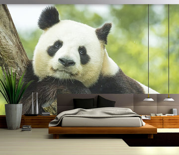 3D Panda Leisure 313 Wall Murals