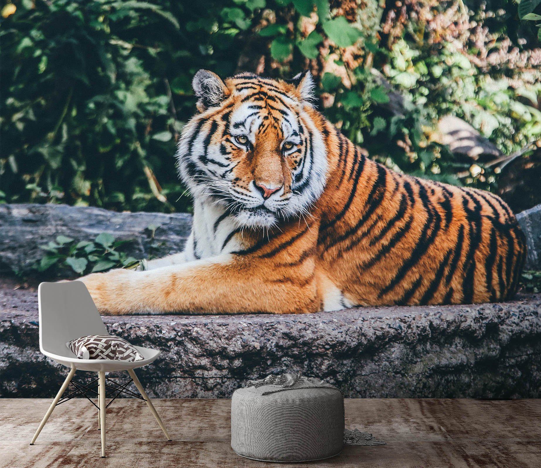 3D Forest Tiger 581 Wallpaper AJ Wallpaper 