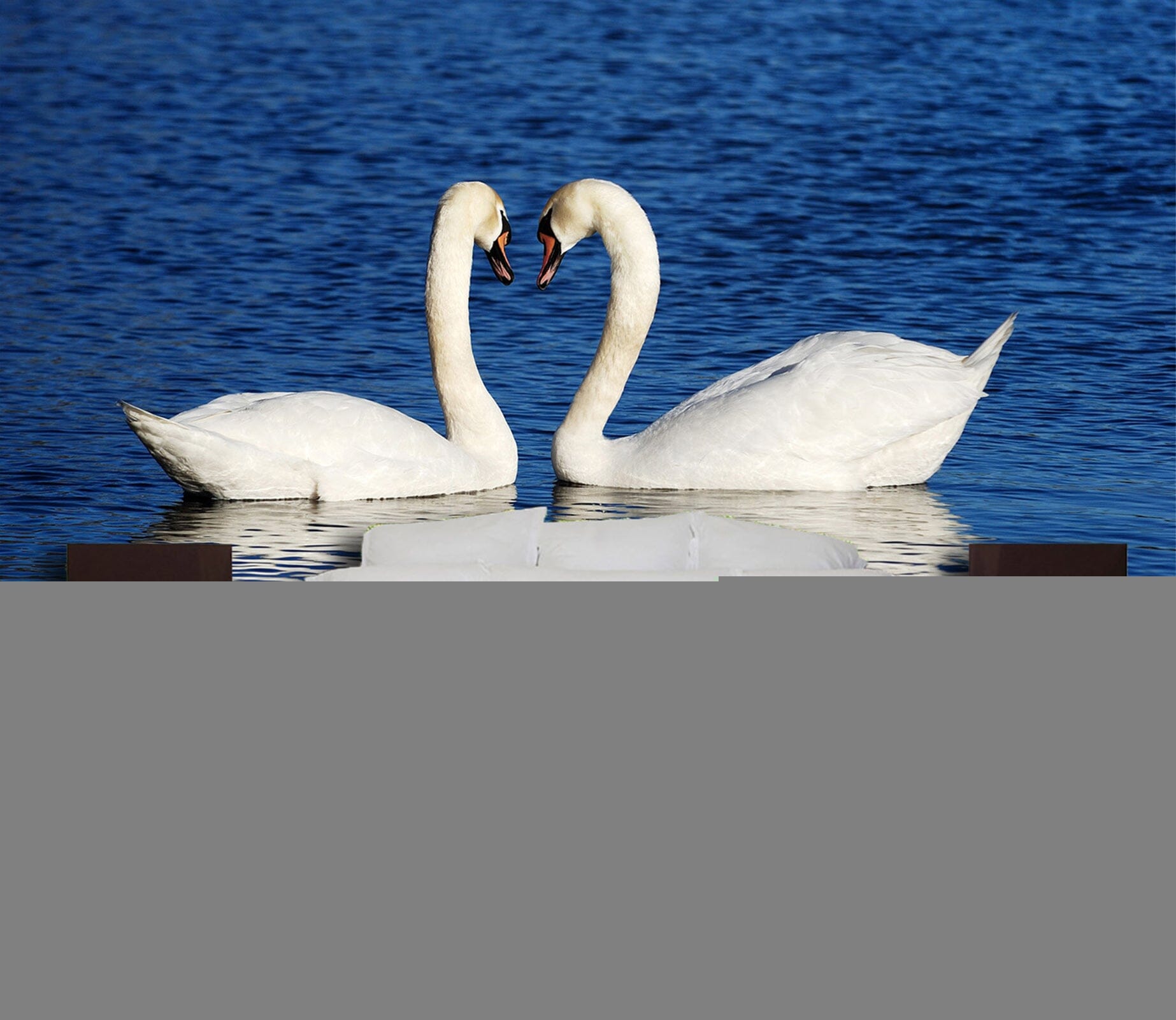 3D Swan Heart 346 Wall Murals Wallpaper AJ Wallpaper 2 