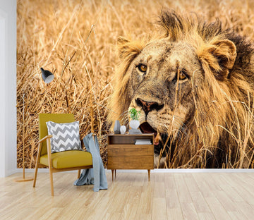 3D Prairie Lion 136 Wall Murals Wallpaper AJ Wallpaper 2 