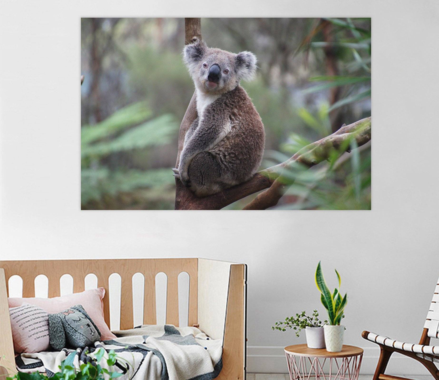 D Koala 88 Animal Wall Stickers Wallpaper AJ Wallpaper 2 