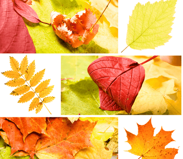 Beautiful Leaves Wallpaper AJ Wallpaper 