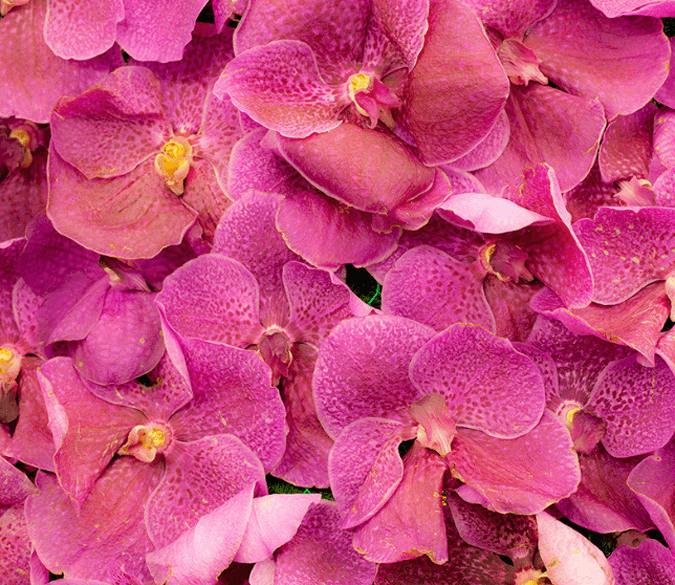3D Red Blossoms Floor Mural Wallpaper AJ Wallpaper 2 
