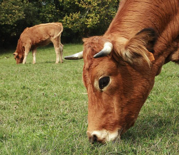 Browsing Cattles 1 Wallpaper AJ Wallpaper 