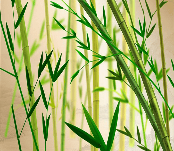 Green Bamboos Wallpaper AJ Wallpaper 