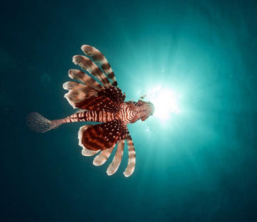 Colorful Fish 1 Wallpaper AJ Wallpaper 