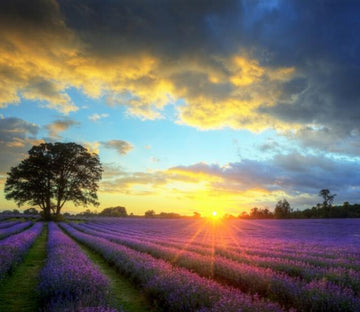 Lavender Fields 2 Wallpaper AJ Wallpaper 