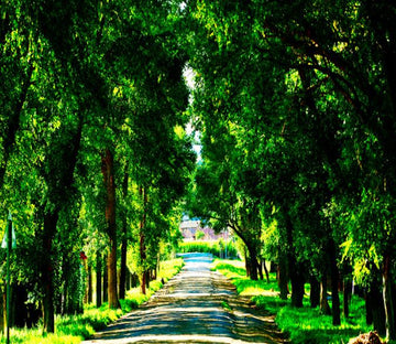 Green Road Wallpaper AJ Wallpaper 