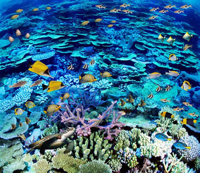 3D Bright Coral Sea Floor Mural Wallpaper AJ Wallpaper 2 