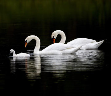 White Swans 1 Wallpaper AJ Wallpaper 