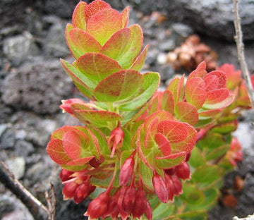 Flowering Sapling Wallpaper AJ Wallpaper 